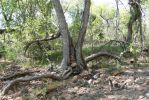 PICTURES/Red Rock Crossing - Crescent Moon Picnic Area/t_Cairn in Tree2.JPG